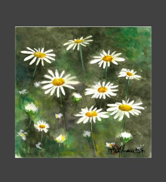 Shasta daisy Watercolor 15 x 15 cm (2014) 